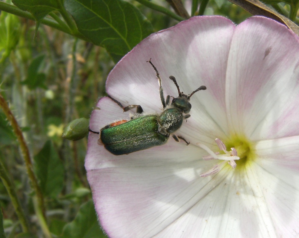 Cerocoma schreberi (Meloidae)